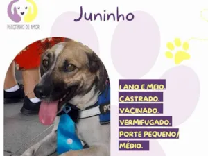 Cachorro raça SRD-ViraLata idade 1 ano nome Juninho
