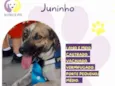 Juninho
