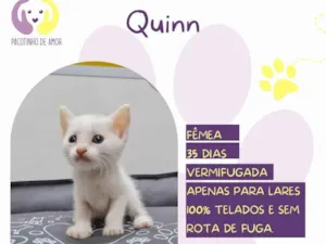 Gato raça SRD-ViraLata idade 2 a 6 meses nome Quinn