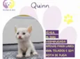 Quinn