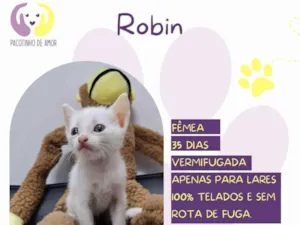 Gato raça SRD-ViraLata idade 2 a 6 meses nome Robin
