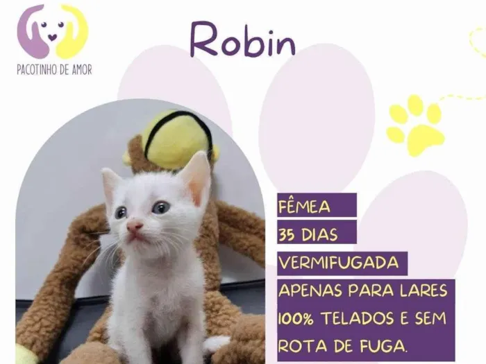Gato ra a SRD-ViraLata idade 2 a 6 meses nome Robin