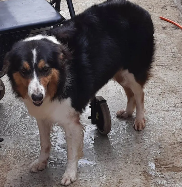 Cachorro ra a Border Colle  idade 2 anos nome Tequila 