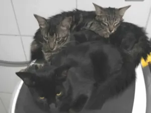 Gato raça Misto idade 2 a 6 meses nome Nik