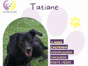 Cachorro raça SRD-ViraLata idade 5 anos nome Tatiane