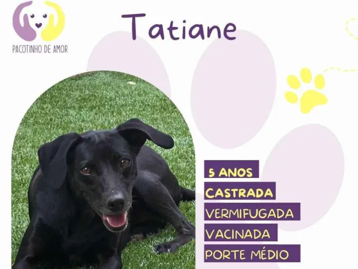 Cachorro ra a SRD-ViraLata idade 5 anos nome Tatiane