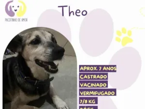 Cachorro raça SRD-ViraLata idade 6 ou mais anos nome Theo