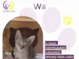 Will