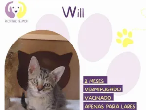 Gato raça SRD-ViraLata idade 2 a 6 meses nome Will