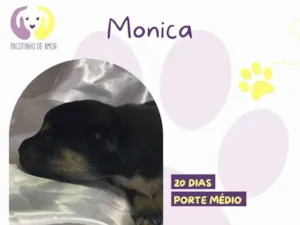 Cachorro raça SRD-ViraLata idade Abaixo de 2 meses nome Monica