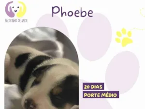 Cachorro raça SRD-ViraLata idade Abaixo de 2 meses nome Phoebe