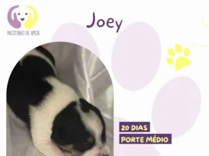 Cachorro raça SRD-ViraLata idade Abaixo de 2 meses nome Joey