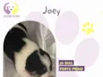 Joey