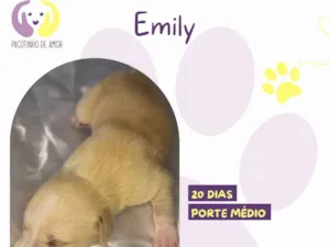 Cachorro raça SRD-ViraLata idade Abaixo de 2 meses nome Rachel