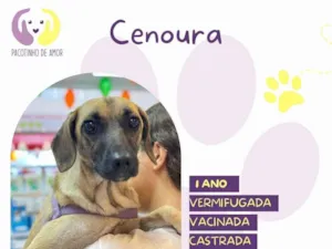 Cachorro raça SRD-ViraLata idade 1 ano nome Cenoura