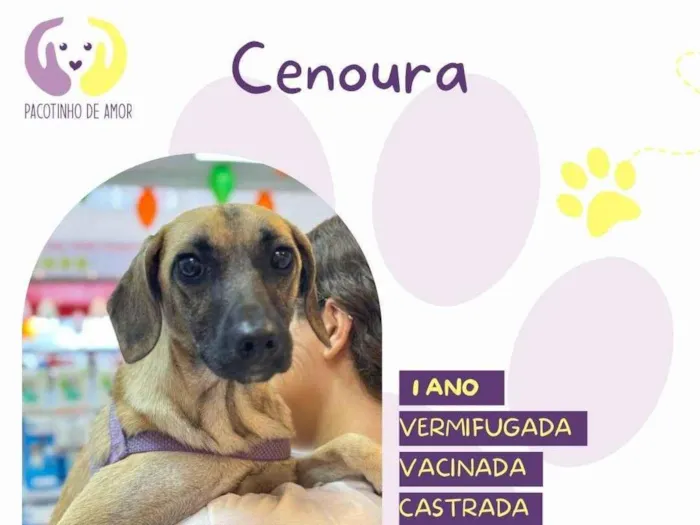 Cachorro ra a SRD-ViraLata idade 1 ano nome Cenoura