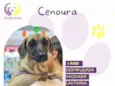 Cenoura