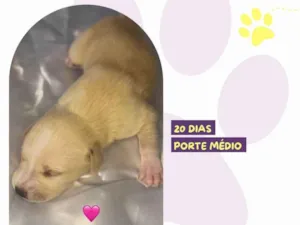 Cachorro raça SRD-ViraLata idade Abaixo de 2 meses nome Emily