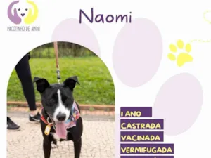 Cachorro raça SRD-ViraLata idade 1 ano nome Naomi