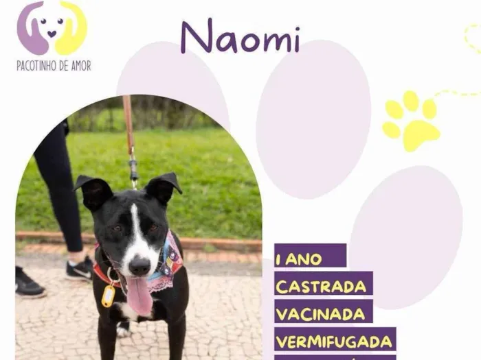 Cachorro ra a SRD-ViraLata idade 1 ano nome Naomi