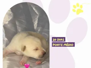 Cachorro raça SRD-ViraLata idade Abaixo de 2 meses nome Carol