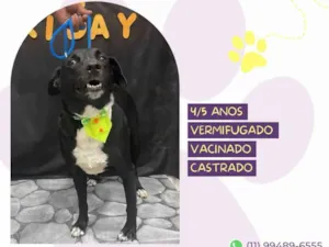Cachorro raça SRD-ViraLata idade 4 anos nome Negão