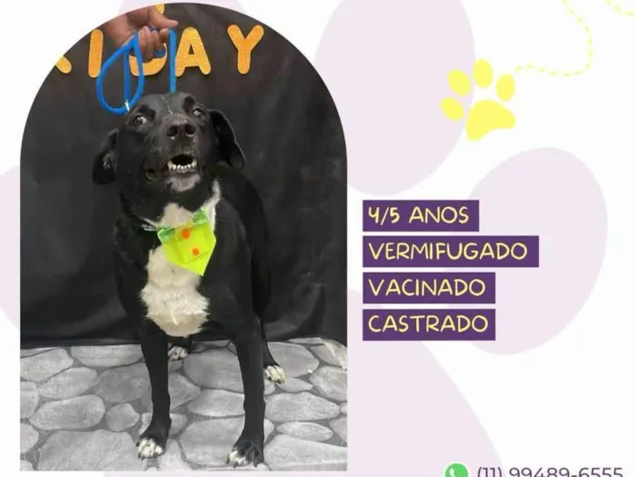 Cachorro ra a SRD-ViraLata idade 4 anos nome Negão