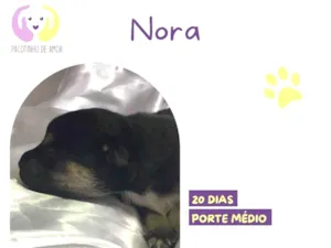 Cachorro raça SRD-ViraLata idade Abaixo de 2 meses nome Nora
