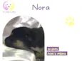 Nora