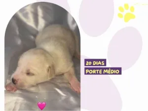 Cachorro raça SRD-ViraLata idade Abaixo de 2 meses nome Amy