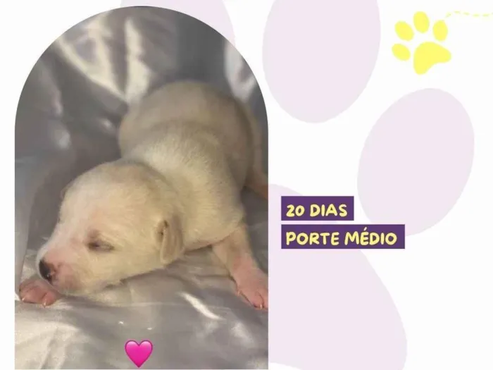 Cachorro ra a SRD-ViraLata idade Abaixo de 2 meses nome Amy
