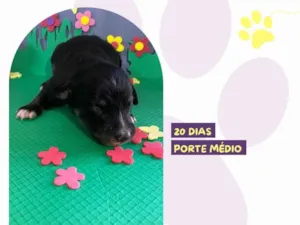 Cachorro raça SRD-ViraLata idade Abaixo de 2 meses nome Mary