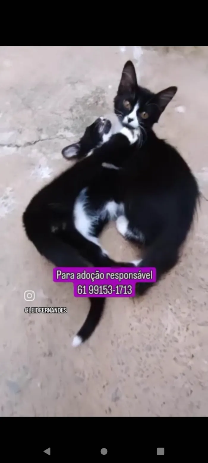 Gato ra a SR idade 2 a 6 meses nome Gatinhos filhotes 