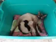 Mamãe siamêsa e seus filhinhos