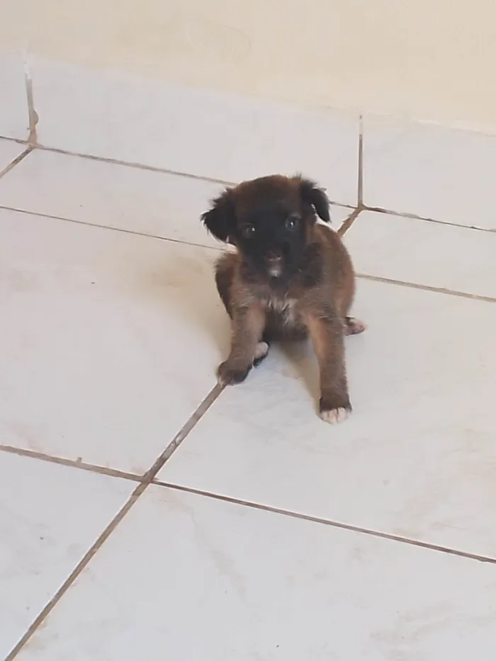 Cachorro ra a  idade 2 a 6 meses nome Amora