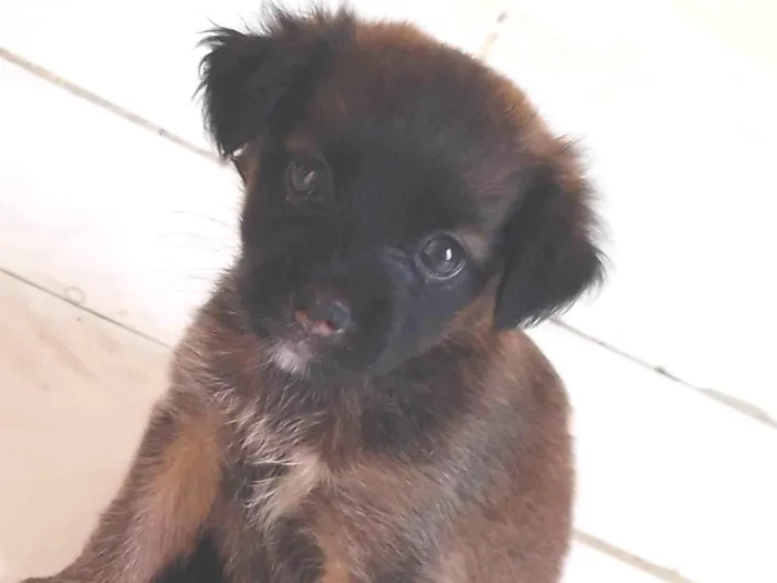 Cachorro ra a  idade 2 a 6 meses nome Amora