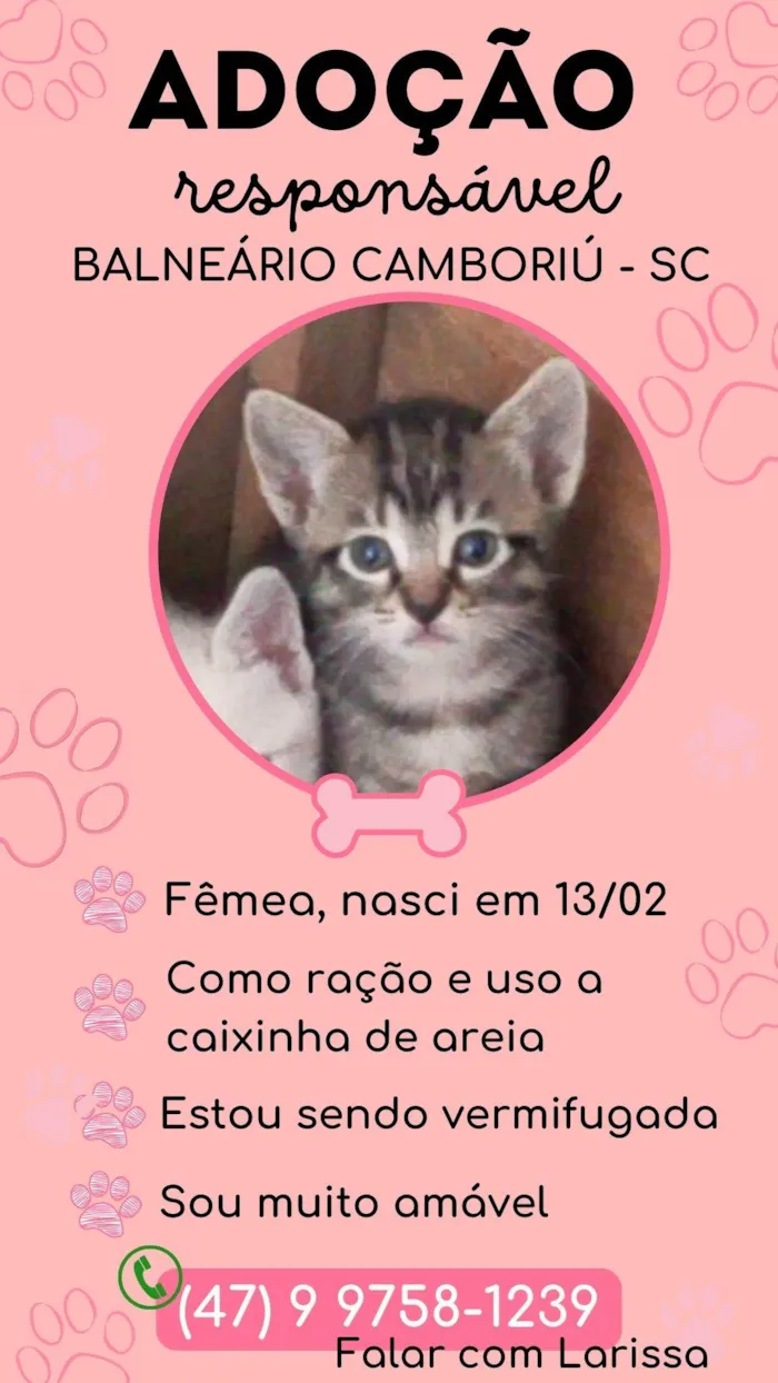 Gato ra a SRD-ViraLata idade 2 a 6 meses nome Sem nome