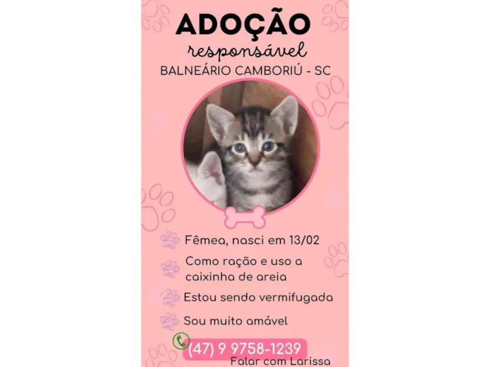 Gato ra a SRD-ViraLata idade 2 a 6 meses nome Sem nome