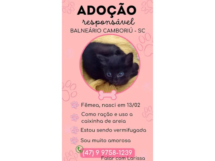 Gato ra a SRD-ViraLata idade 2 a 6 meses nome Sem nome