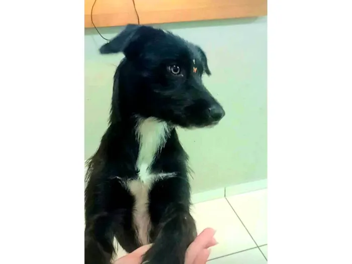 Cachorro ra a .. idade 2 a 6 meses nome Temporário poly