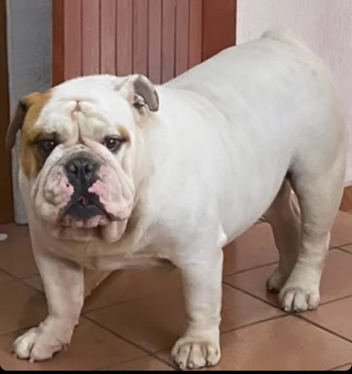 Cachorro ra a Bulldog Inglês idade 5 anos nome Arthur