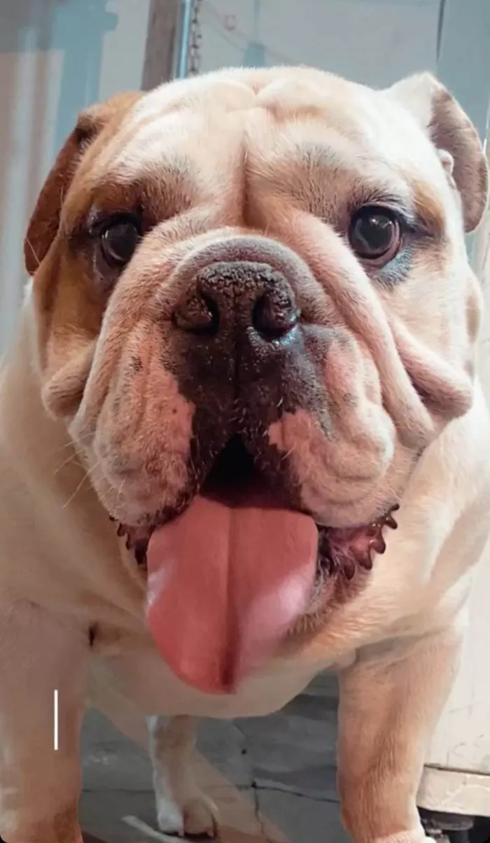 Cachorro ra a Bulldog Inglês idade 5 anos nome Arthur