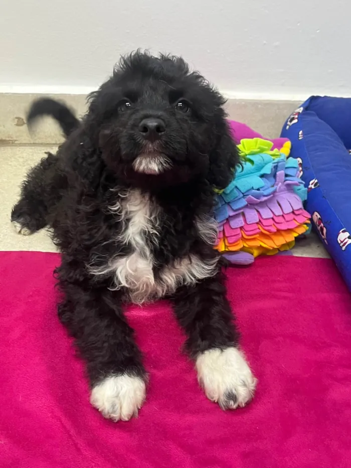 Cachorro ra a Mix de poodle idade 2 a 6 meses nome Fausto