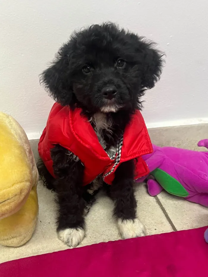 Cachorro ra a Mix de poodle idade 2 a 6 meses nome Fausto