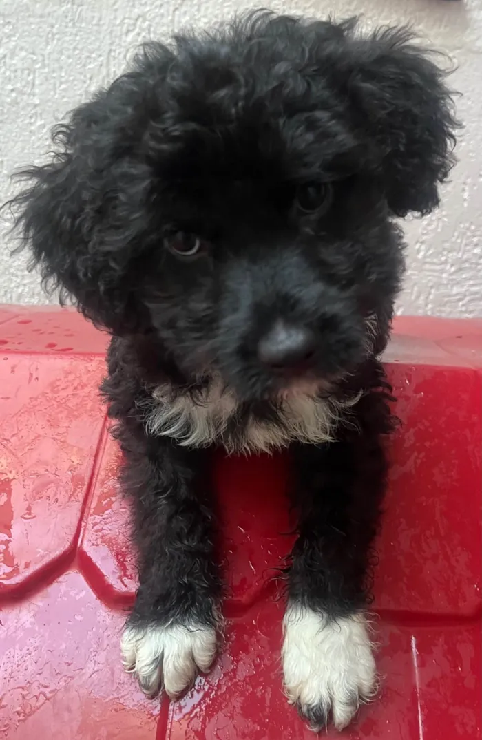Cachorro ra a Mix de poodle idade 2 a 6 meses nome Fausto