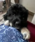 Fausto