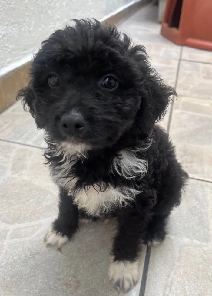 Cachorro ra a Mix de poodle idade 2 a 6 meses nome Fausto