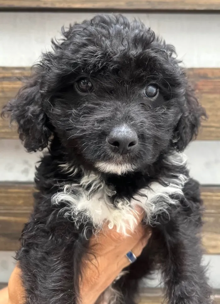 Cachorro ra a Mix de poodle idade 2 a 6 meses nome Fausto