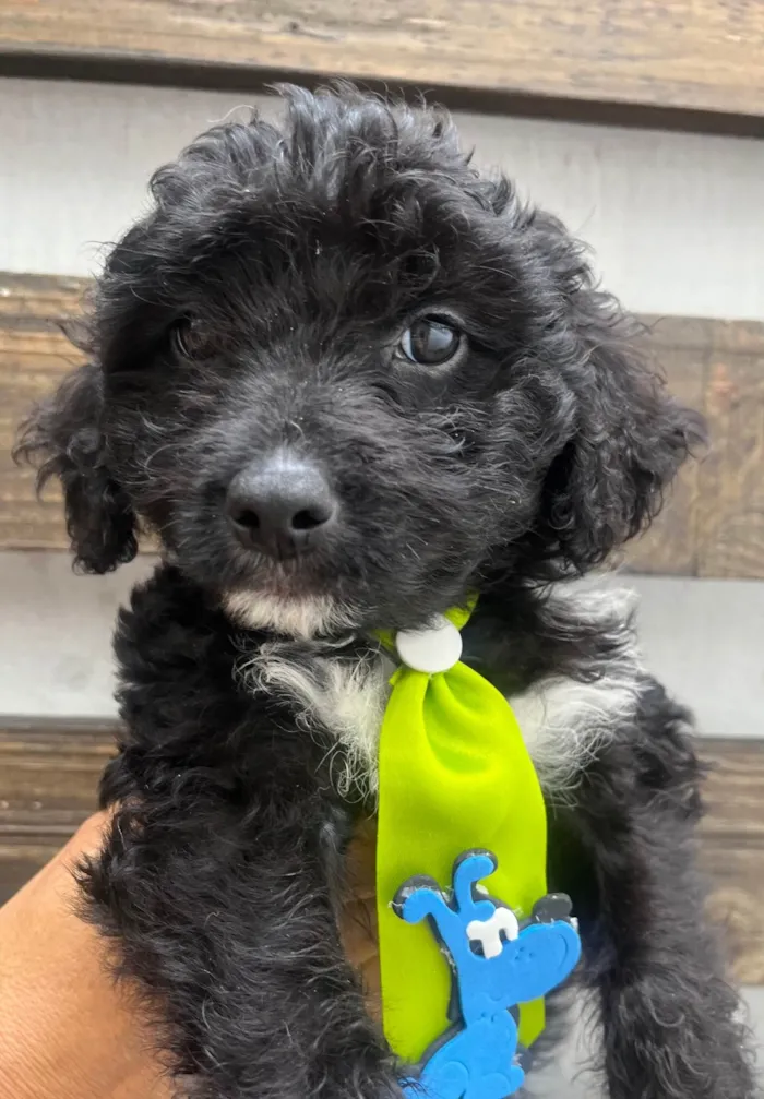 Cachorro ra a Mix de poodle idade 2 a 6 meses nome Fausto