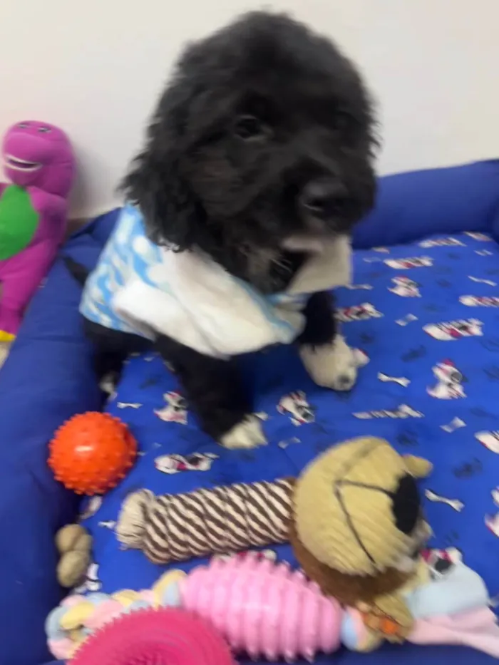 Cachorro ra a Mix de poodle idade 2 a 6 meses nome Fausto